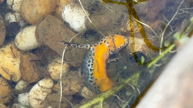 Larve libel vs alpenwatersalamander