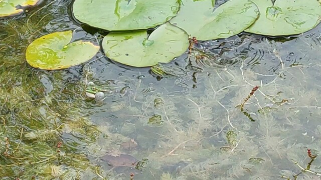 Groene kikkers in Appeltern