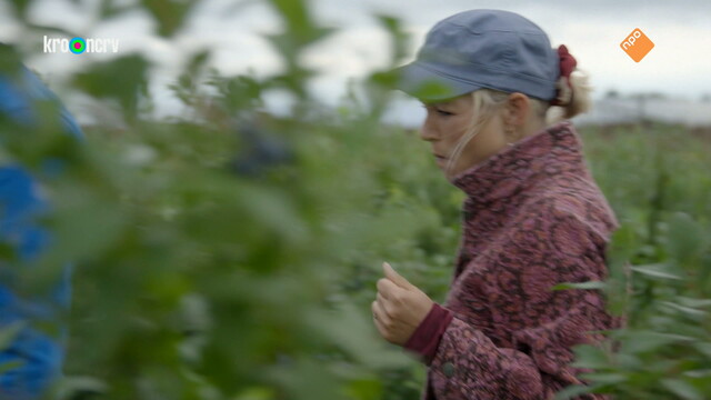 Onze boerderij: de oogst