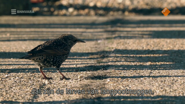 Terug in het wild 5
