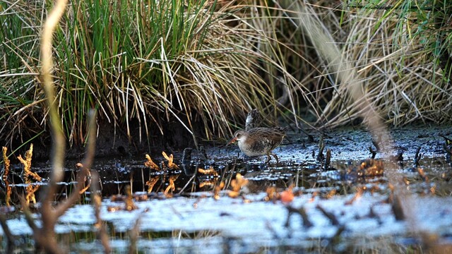 Jonge waterral komt heel dichtbij