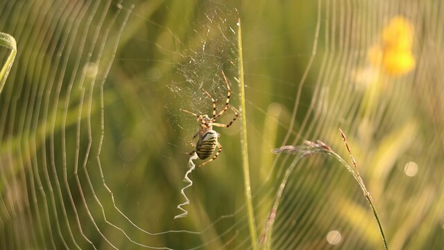 Override of the title Tijgerspin herstelt haar web