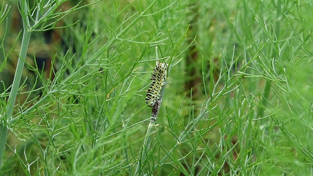 Rups koninginnenpage