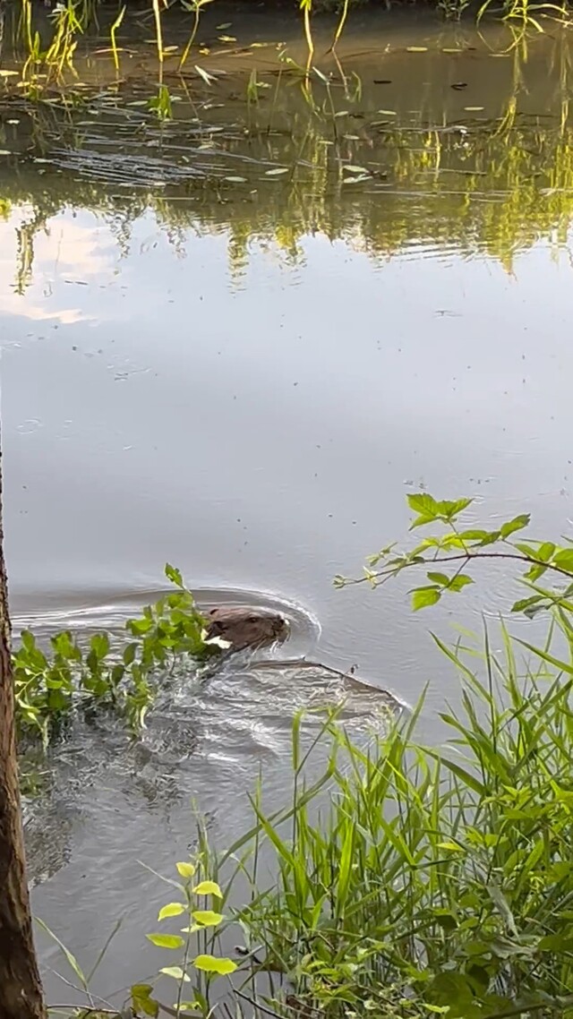 Bever met tak