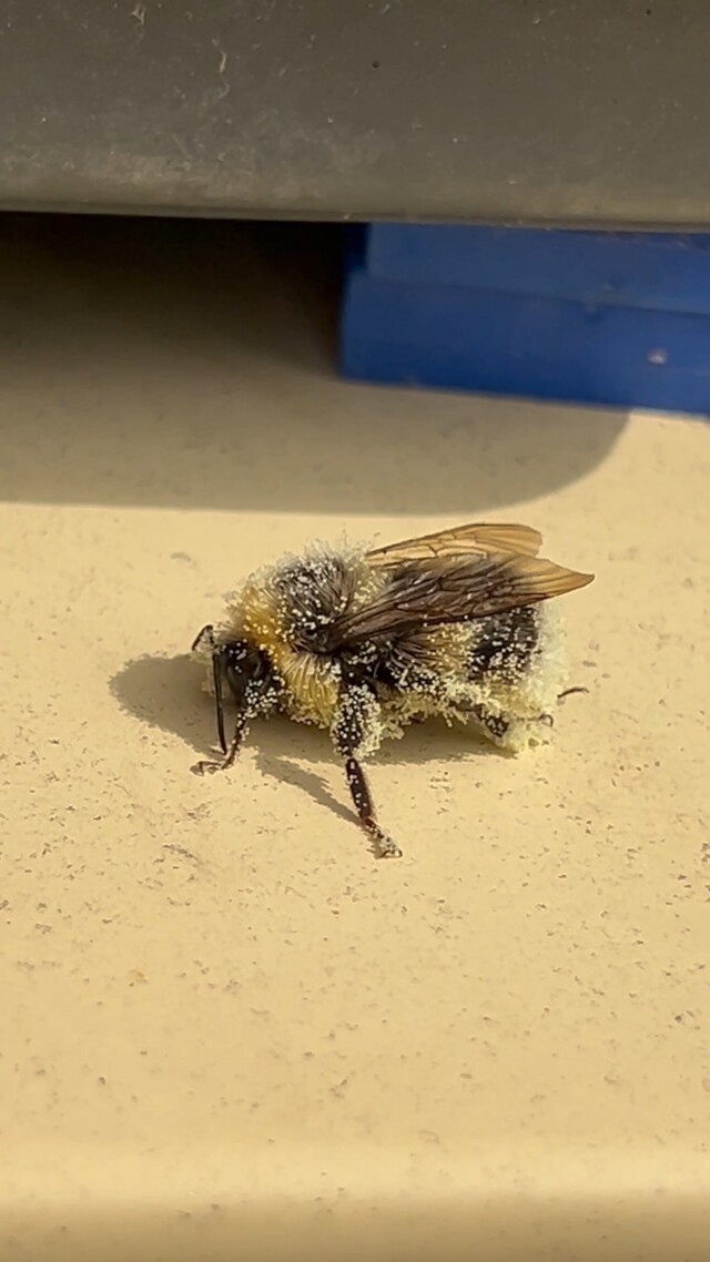 Hommel helemaal bedekt met stuifmeel