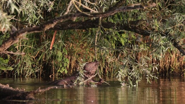 Bever aan de maaltijd