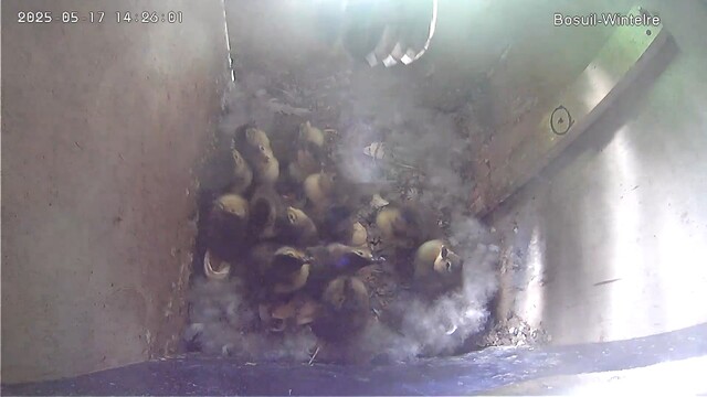 Mandarijneendjes maken sprong uit bosuilenkast