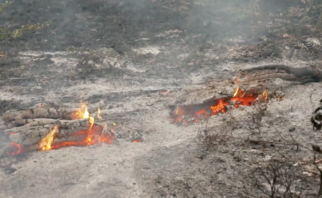 Override of the title Het bos na een bosbrand