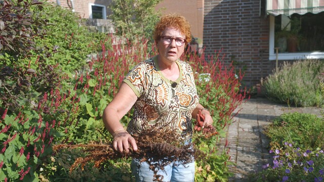 De achtertuin hittebestendig