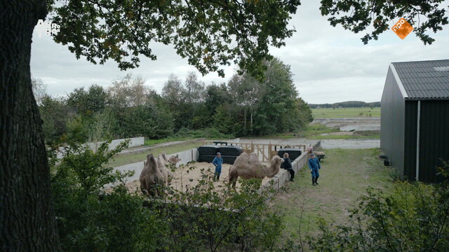 Override of the title Woeste Grond