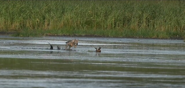 Jonge wolf achtervolgt eend
