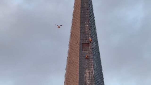 Override of the title Meerdere torenvalken op en om de kerktoren