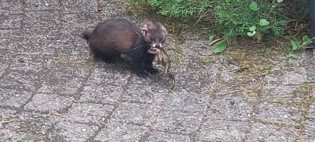 Bunzing in achtertuin pakt pad