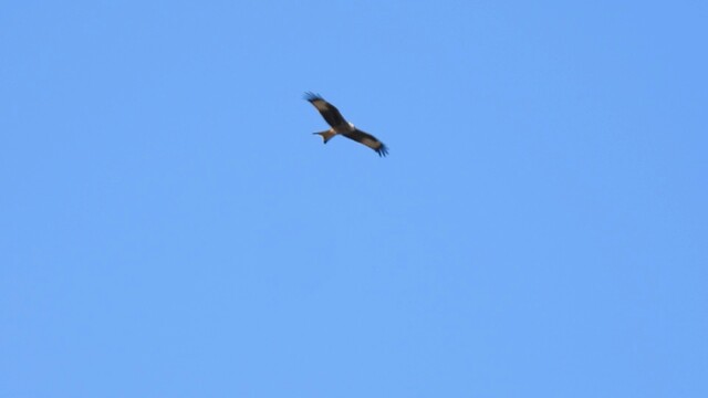 Rode wouw zweeft boven het maisveld