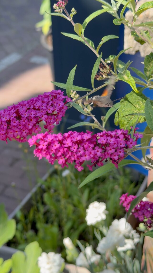 Kolibrievlinder in mijn tuin Leiden