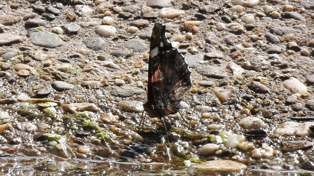 Ook vlinders hebben water nodig - Atalanta