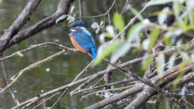 IJsvogel en iemand die de show steelt
