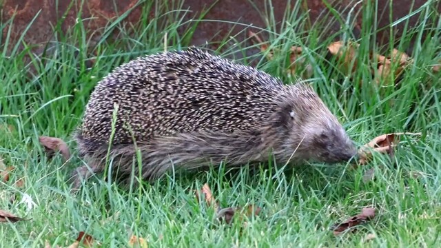 Override of the title Egel door de tuin