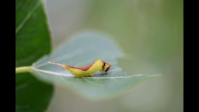 Hermelijnvlinder rups