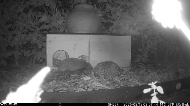 Egels gooit egel uit het huis