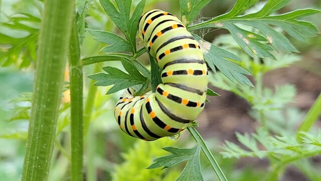 De rups van de koninginnenpage