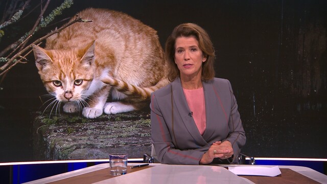 Nieuwsuur