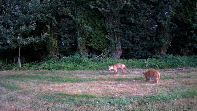 Override of the title Vos en kat in de tuin