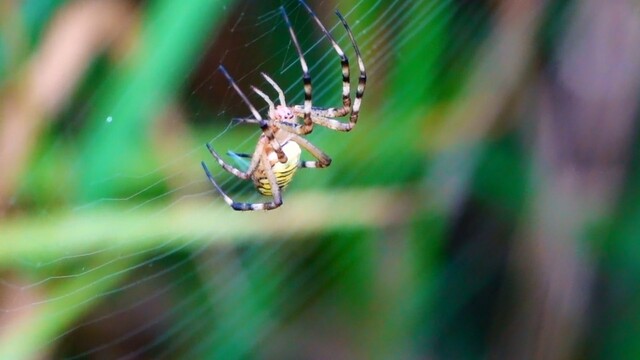 Wespspin maakt zigzag patroon in web