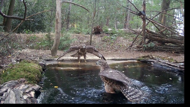 Buizerd en havik vechten om water