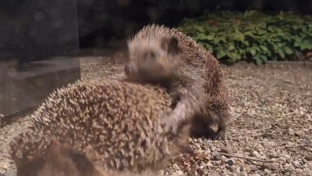Override of the title Live vanuit de voortuin: egel liefde