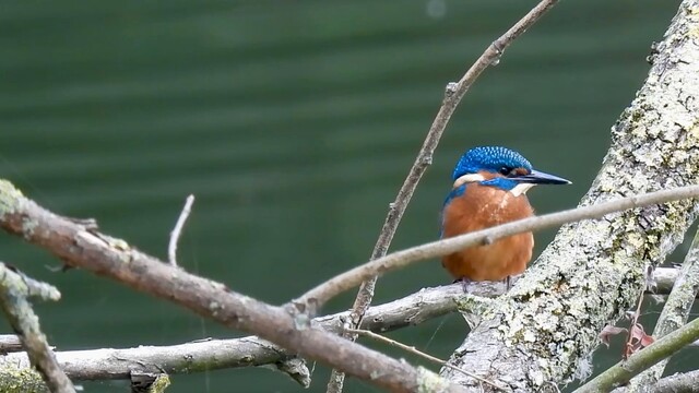 IJsvogel had het naar z’n zin