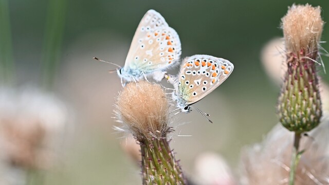 Parende Icarus blauwtjes
