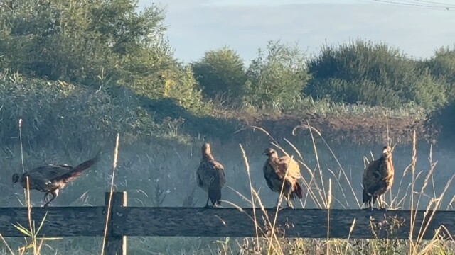 Fazantenfamilie oefent evenwicht in ochtendzon
