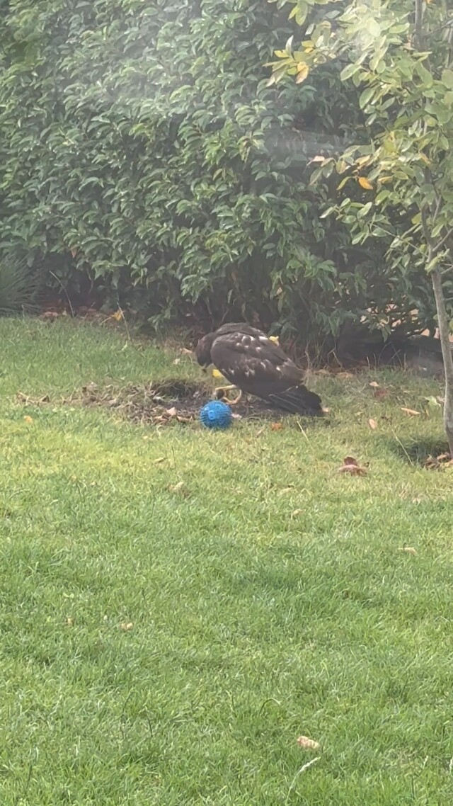 Wespendief graaft nest uit