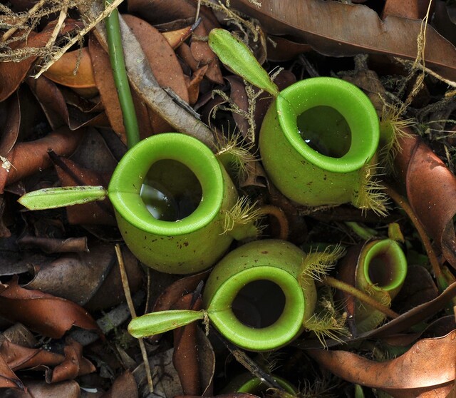 Misschien wel een van de slimste planten ter wereld Misschien wel een van de slimste planten ter wereld