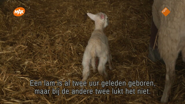 De dierenarts van Yorkshire De dierenarts van Yorkshire
