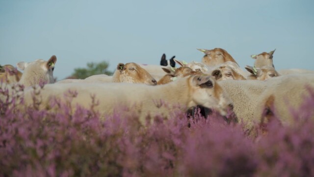 Schapen en heide gaan al decennia hand in hand