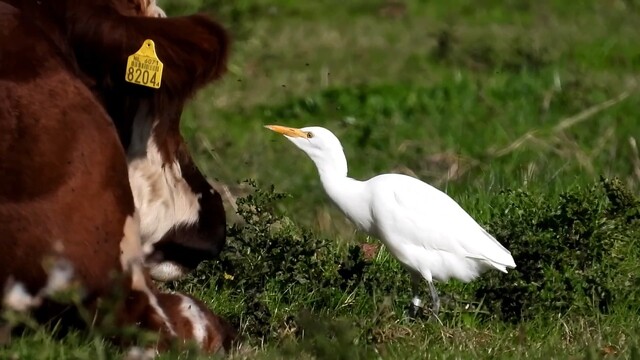 Vroege Vogels Home: filmpje van de week