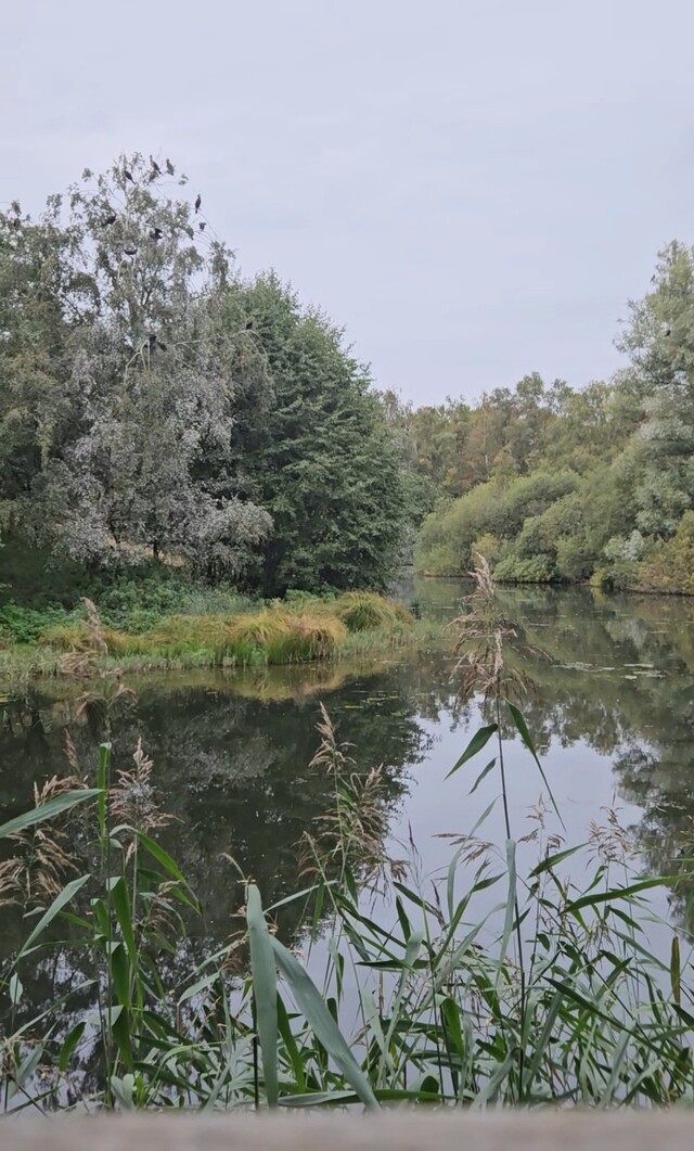 Onhandige aalscholver