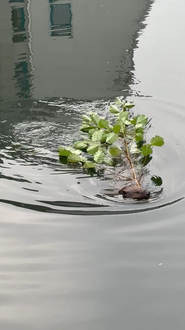Override of the title De bever in Harderwijk