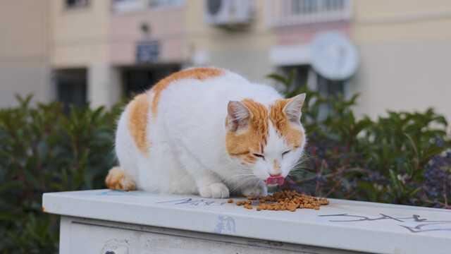 Override of the title Greenpeace Nederland: PFAS in kattenbrokjes van vijf grote supermarkten