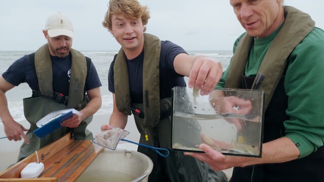 Oog in oog met de giftige pieterman
