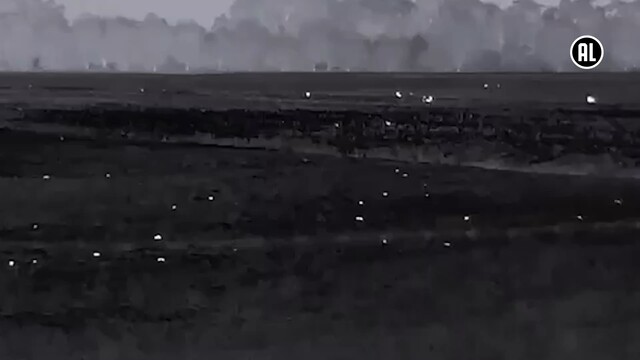Explosie van veldmuizen