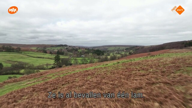 Override of the title De dierenarts van Yorkshire
