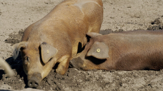 Varkens voeren met overgebleven supermarktproducten