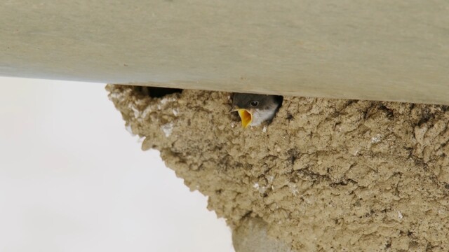 Nijmeegse huiszwaluwenkolonie is de grootste van Nederland