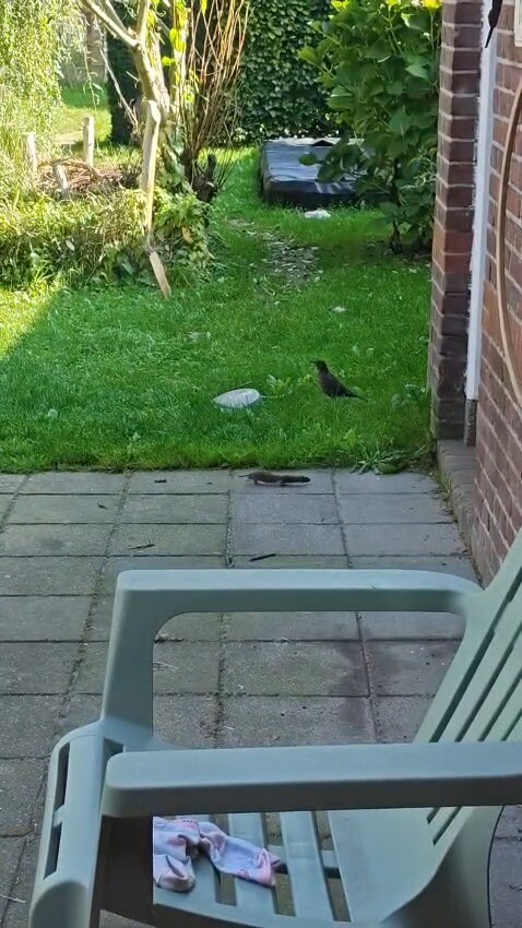 Wezel in de achtertuin