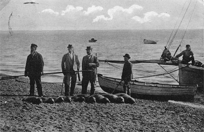Zeehondenjacht