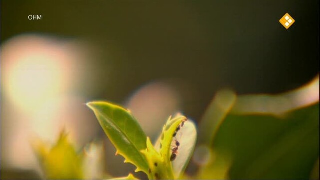 Ode aan Rabindranath Tagore