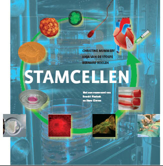 Stamcellen Kaft Stamcellen Kaft